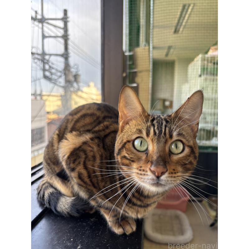 販売中の千葉県のベンガル-134708の2枚目