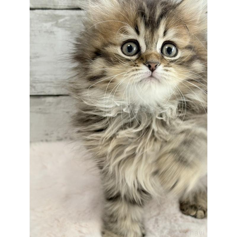 販売中の奈良県のミヌエット-134769の5枚目