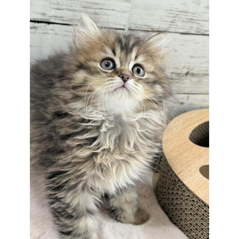 販売中の奈良県のミヌエット-134769の4枚目