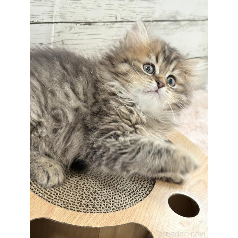 販売中の奈良県のミヌエット-134769の3枚目