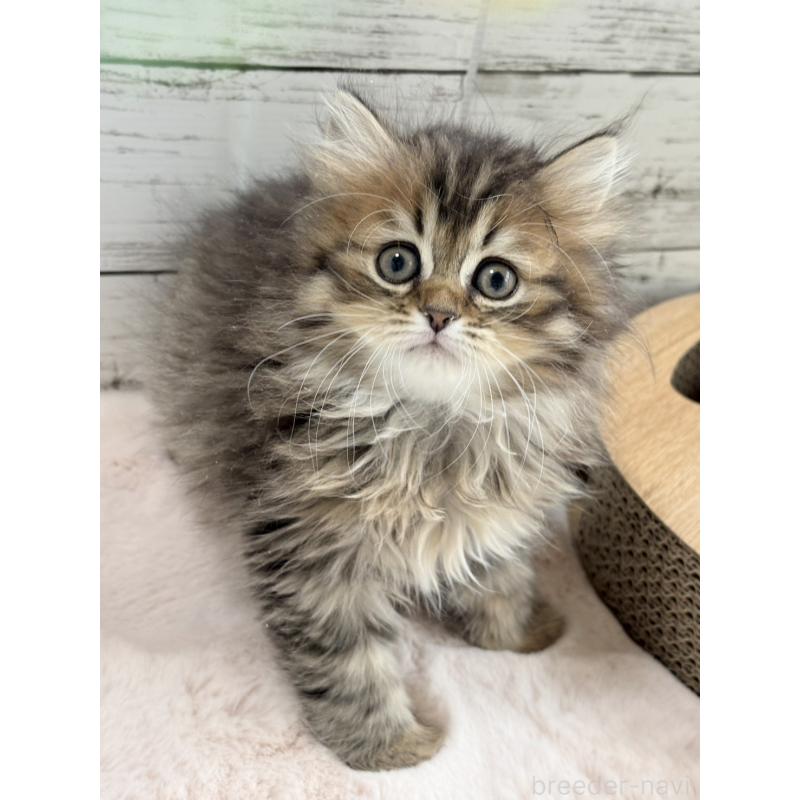 販売中の奈良県のミヌエット-134769の2枚目