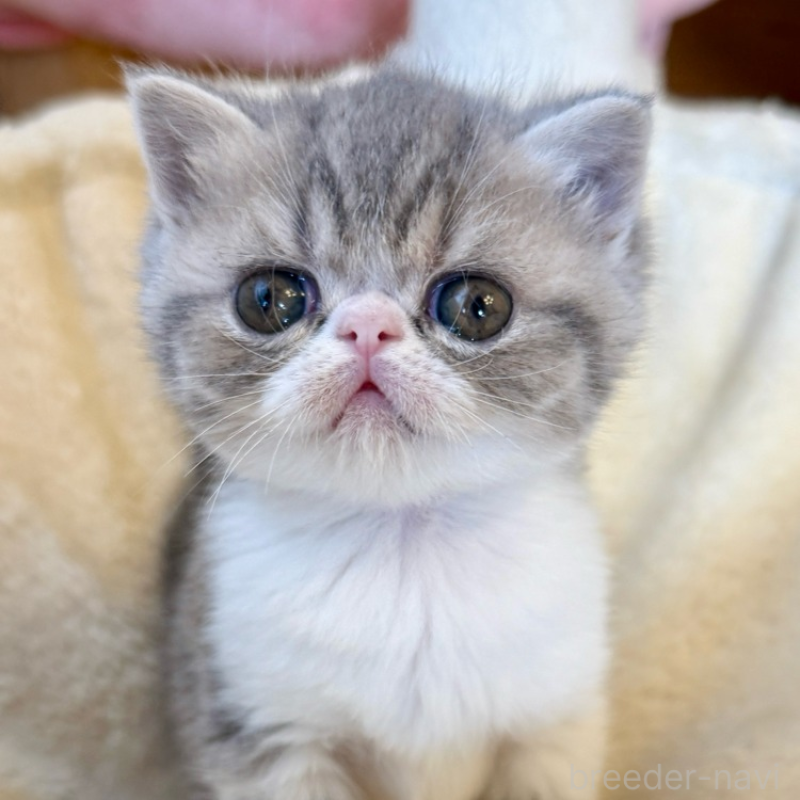 販売中の兵庫県のエキゾチックショートヘア-134770