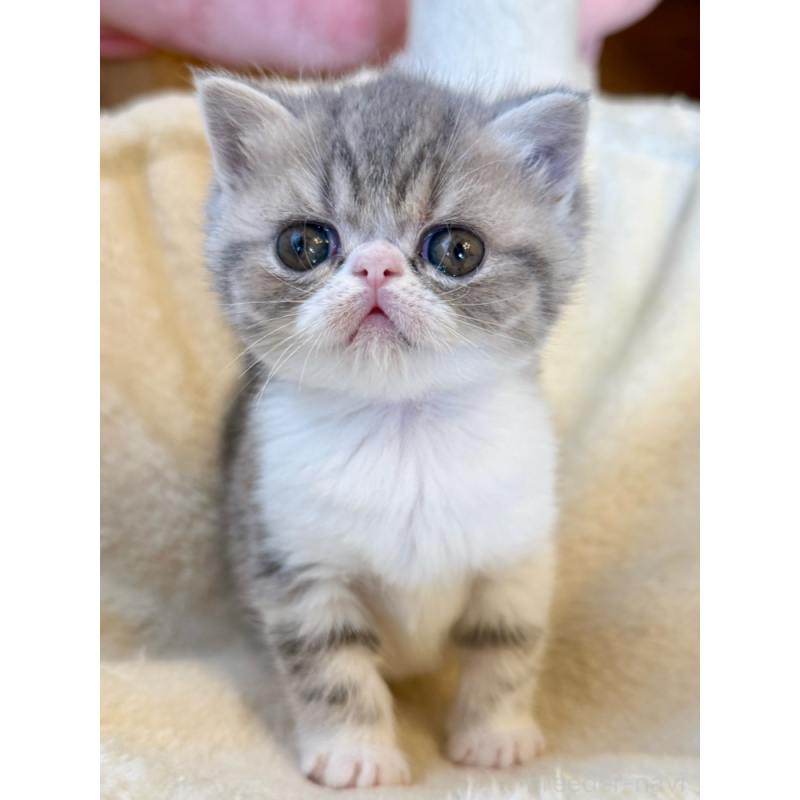 販売中の兵庫県のエキゾチックショートヘア-134770の2枚目