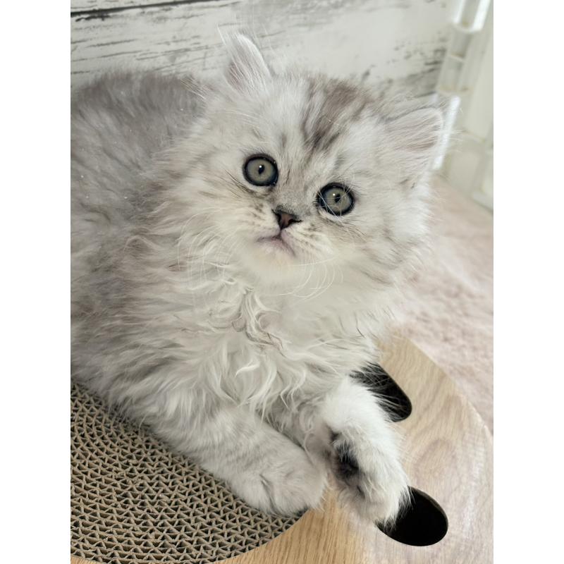 販売中の奈良県のミヌエット-134771の5枚目