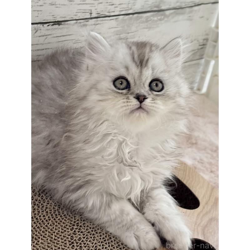 販売中の奈良県のミヌエット-134771の4枚目