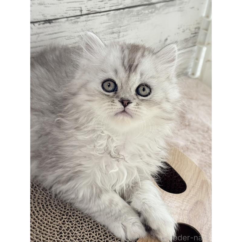 販売中の奈良県のミヌエット-134771の3枚目