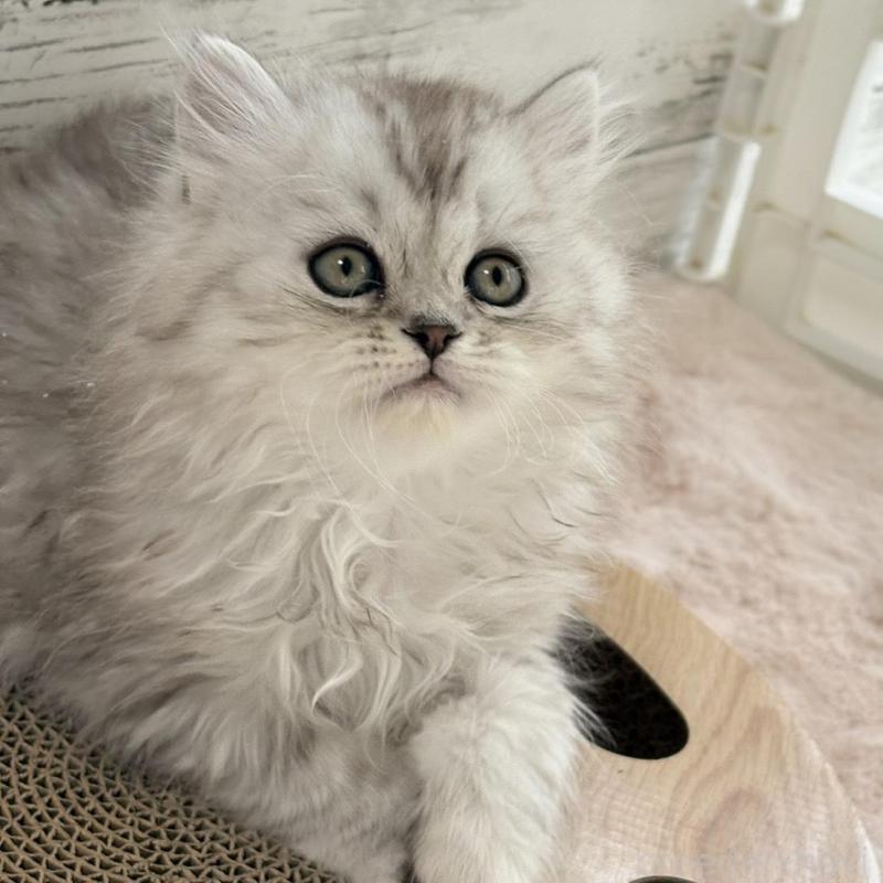 販売中の奈良県のミヌエット-134771