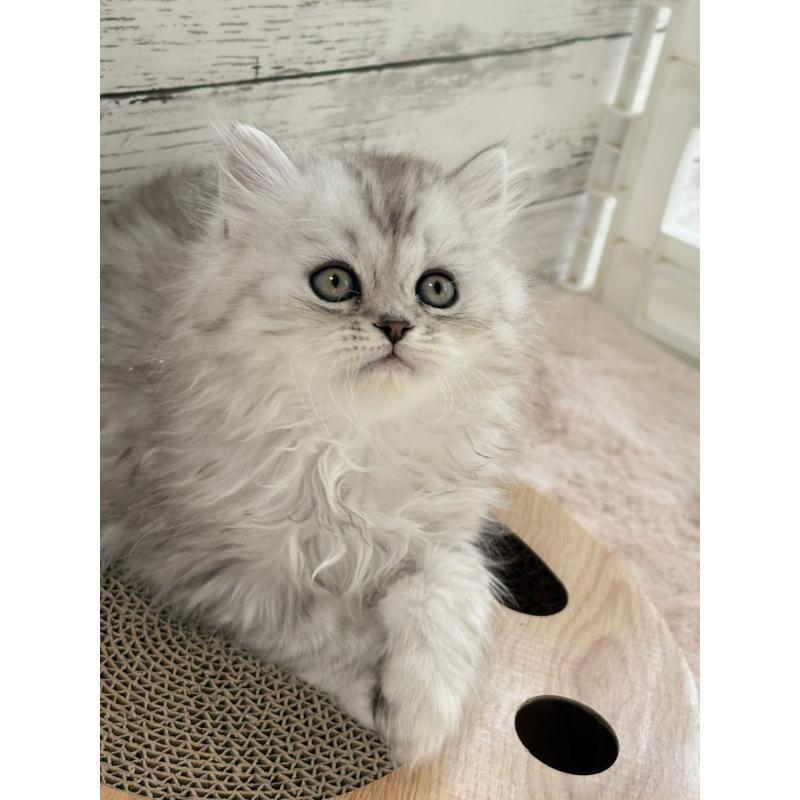 販売中の奈良県のミヌエット-134771の2枚目