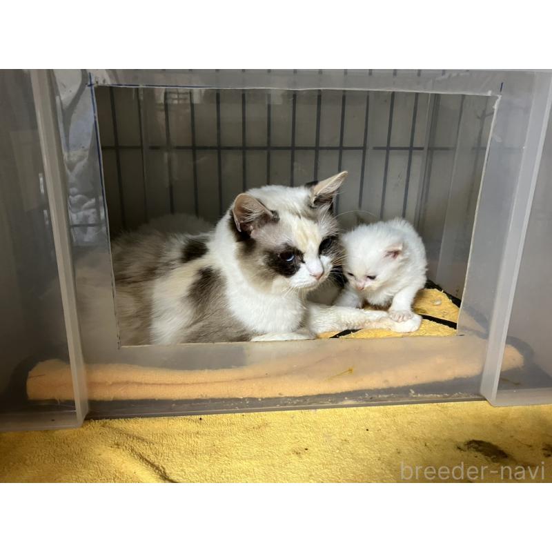 販売中の滋賀県のラグドール-134526の2枚目