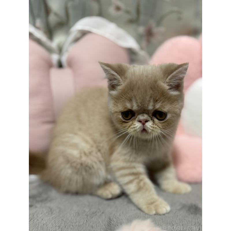 販売中の京都府のエキゾチックショートヘア-133864の4枚目