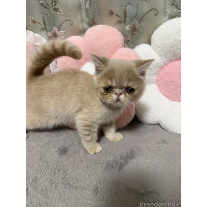 販売中の京都府のエキゾチックショートヘア-133864の3枚目