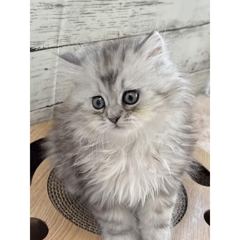 販売中の奈良県のミヌエット-134772の5枚目