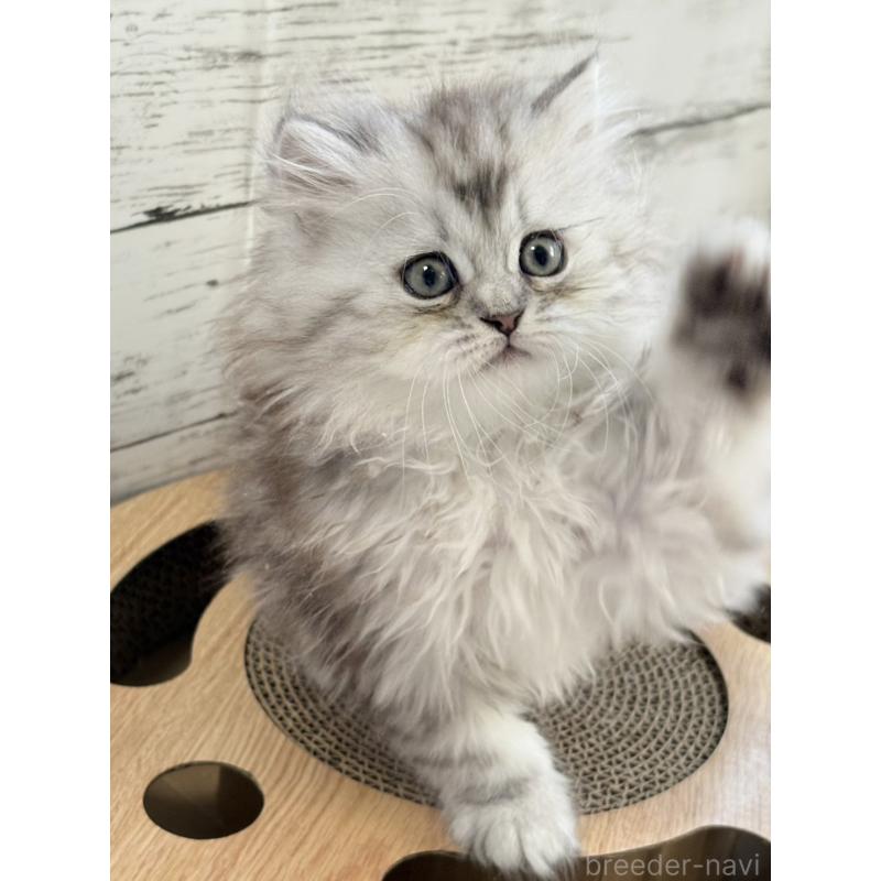 販売中の奈良県のミヌエット-134772の4枚目