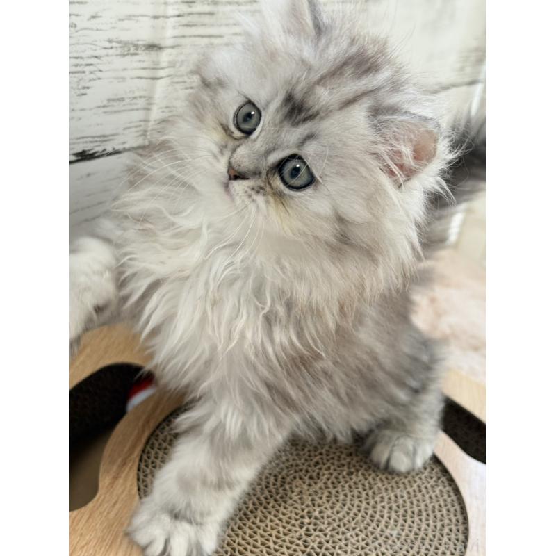 販売中の奈良県のミヌエット-134772の3枚目