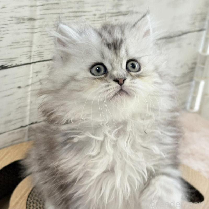 販売中の奈良県のミヌエット-134772