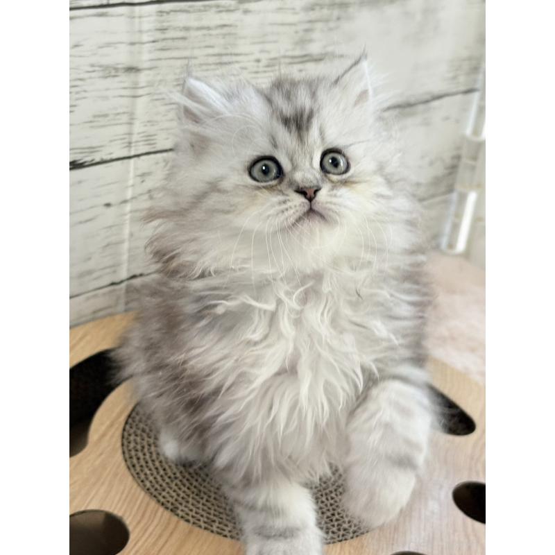 販売中の奈良県のミヌエット-134772の2枚目