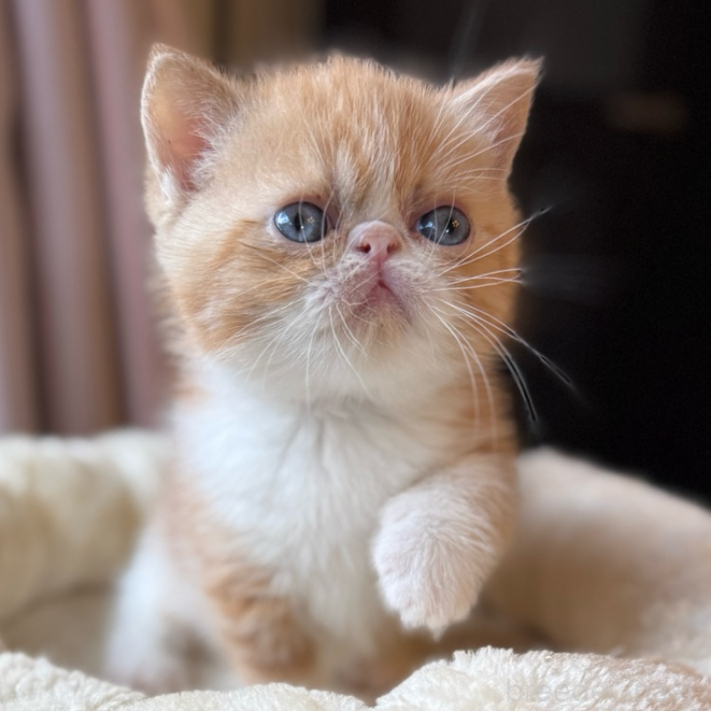 販売中ののエキゾチックショートヘア-134773