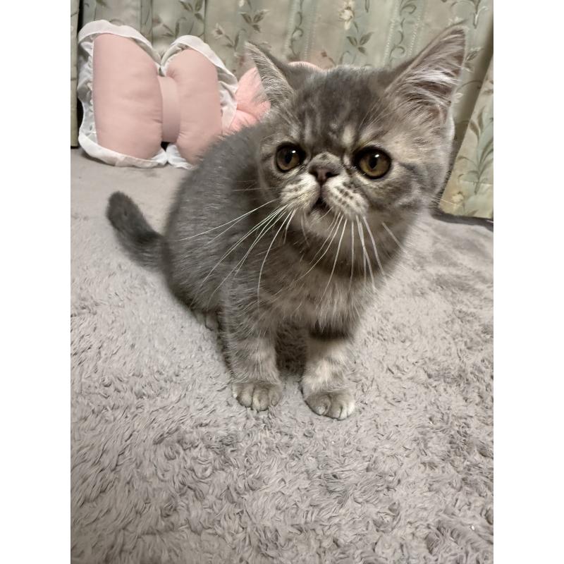 販売中の京都府のエキゾチックショートヘア-133422の5枚目