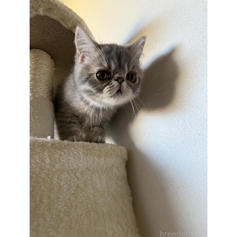 販売中の京都府のエキゾチックショートヘア-133422の4枚目