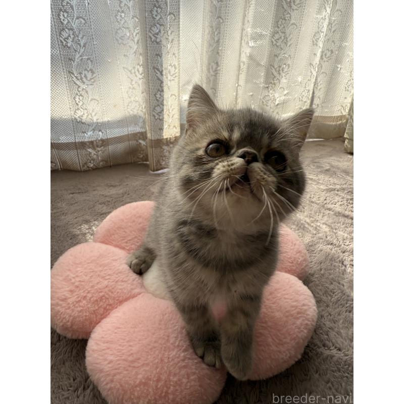 販売中の京都府のエキゾチックショートヘア-133422の3枚目