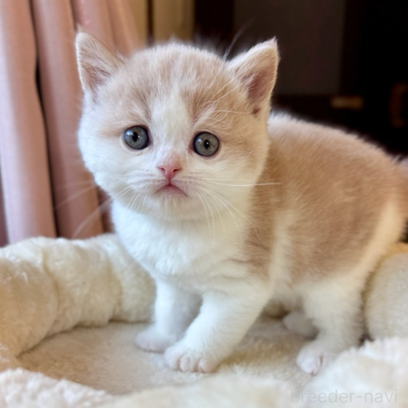 販売中の兵庫県のフォールデックス-134775