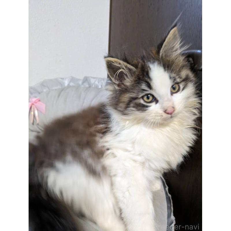 販売中の大阪府のメインクーン-134776の13枚目