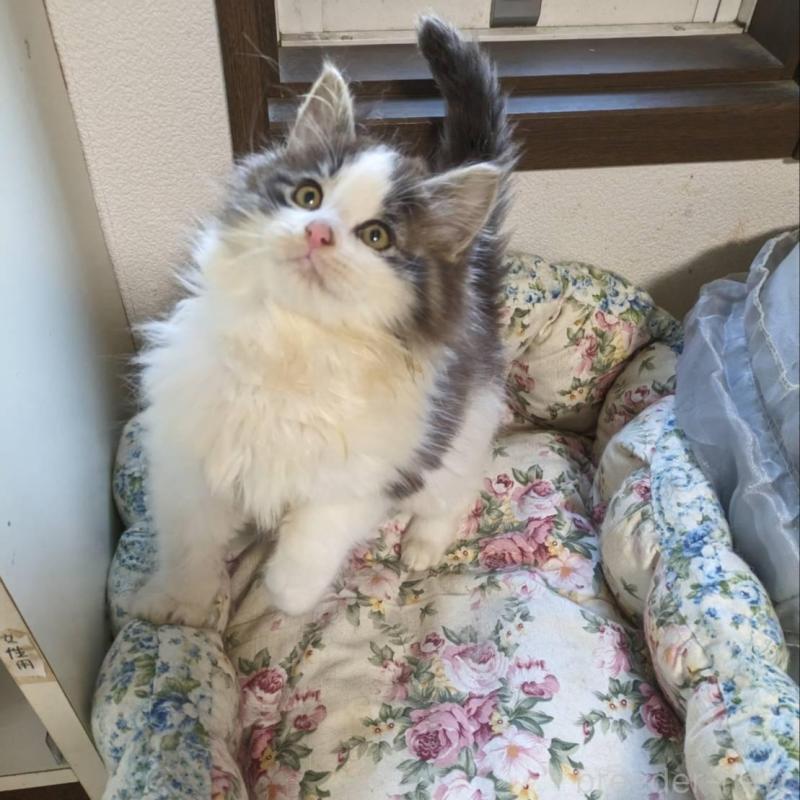 販売中の大阪府のメインクーン-134776の12枚目