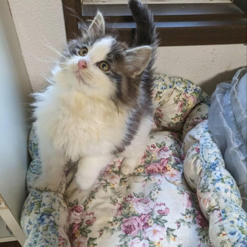 販売中の大阪府のメインクーン-134776の11枚目