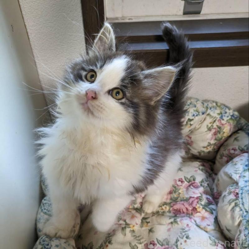 販売中の大阪府のメインクーン-134776の9枚目