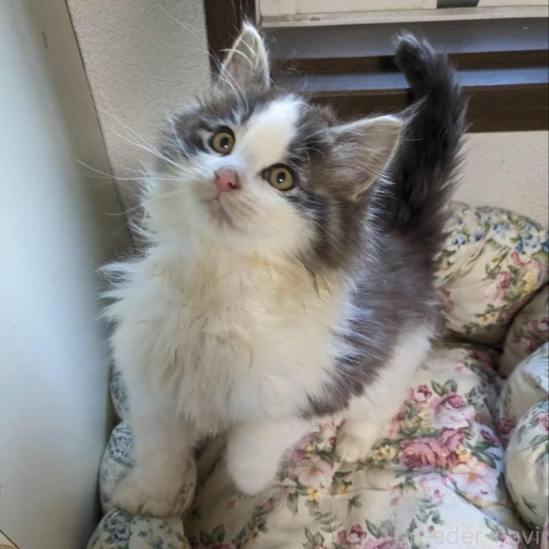 販売中の大阪府のメインクーン-134776の8枚目