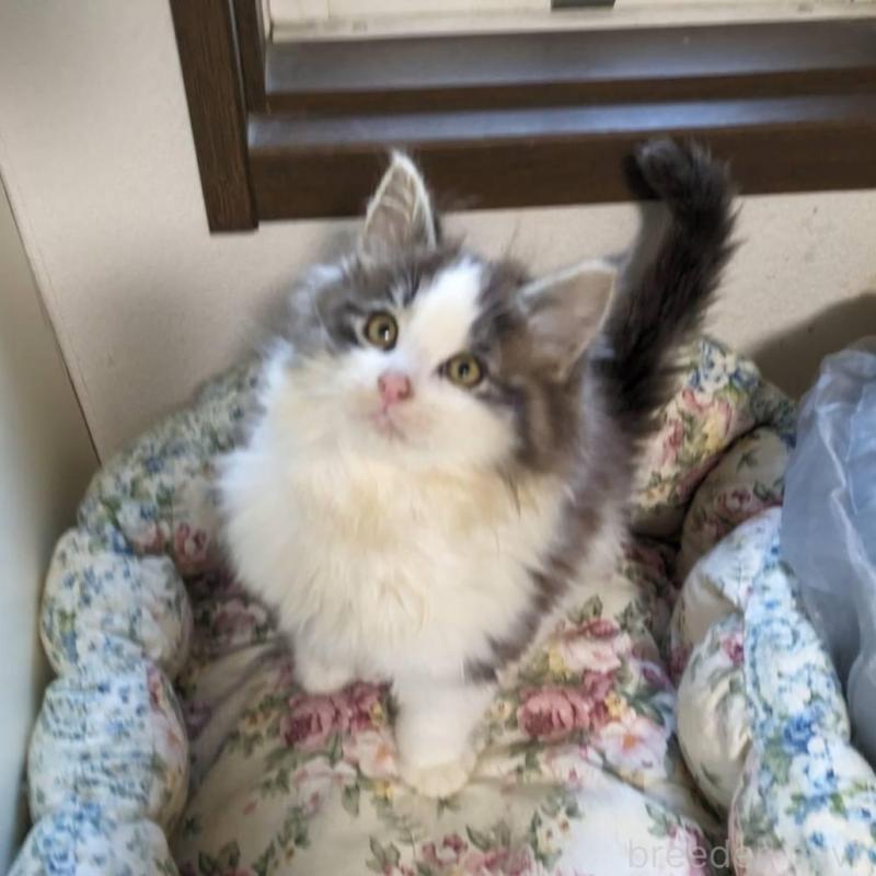 販売中の大阪府のメインクーン-134776の7枚目