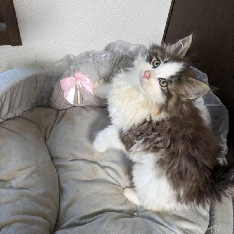 販売中の大阪府のメインクーン-134776の6枚目