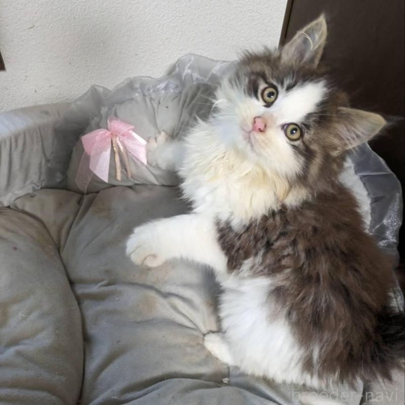 販売中の大阪府のメインクーン-134776