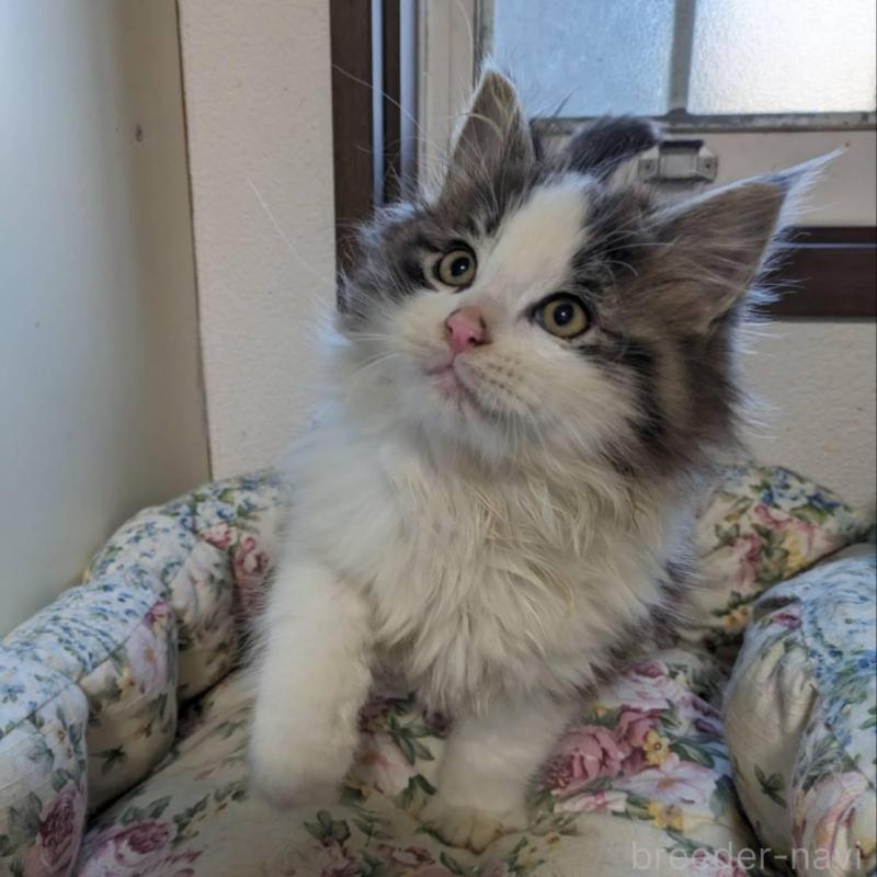 販売中の大阪府のメインクーン-134776の5枚目