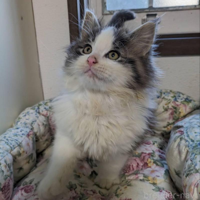 販売中の大阪府のメインクーン-134776の4枚目