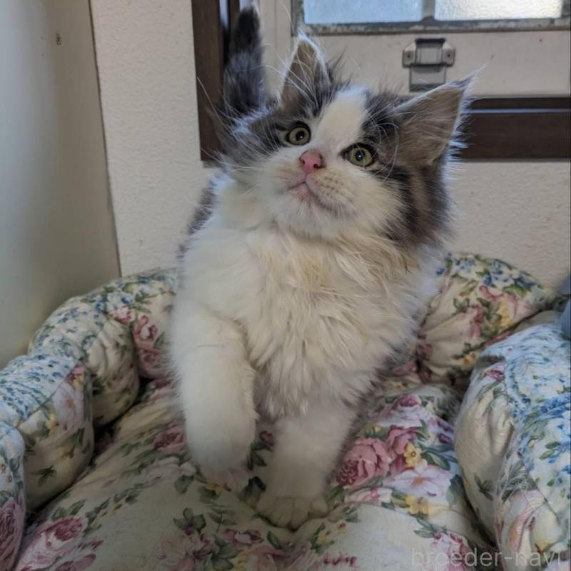 販売中の大阪府のメインクーン-134776の3枚目