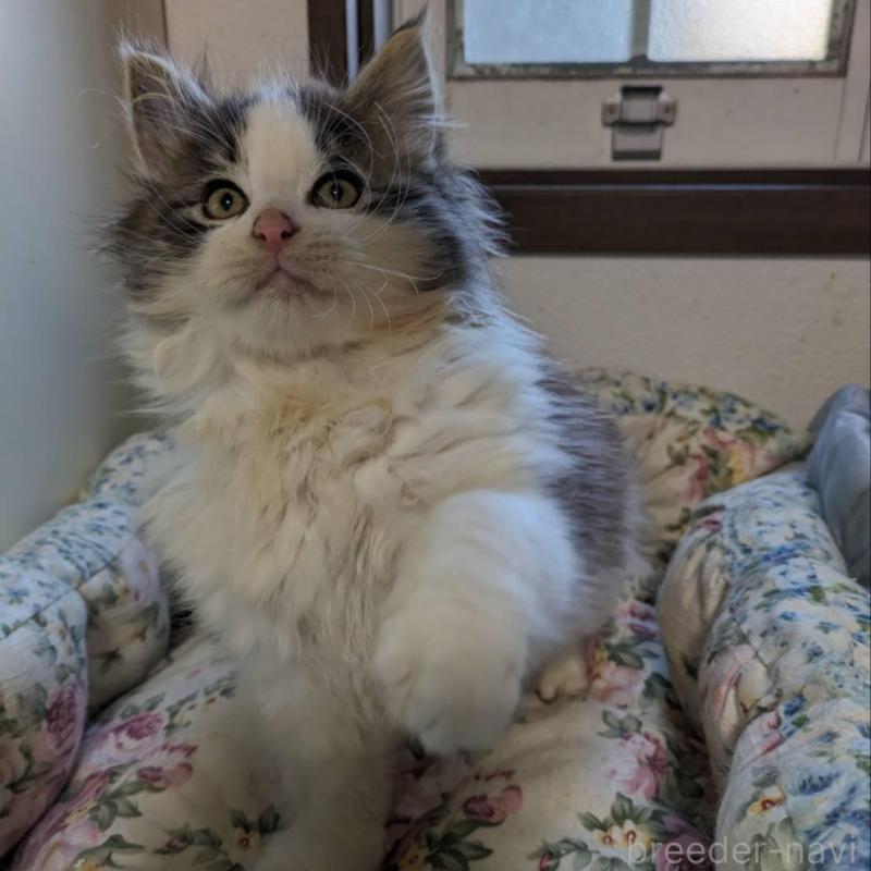 販売中の大阪府のメインクーン-134776の2枚目