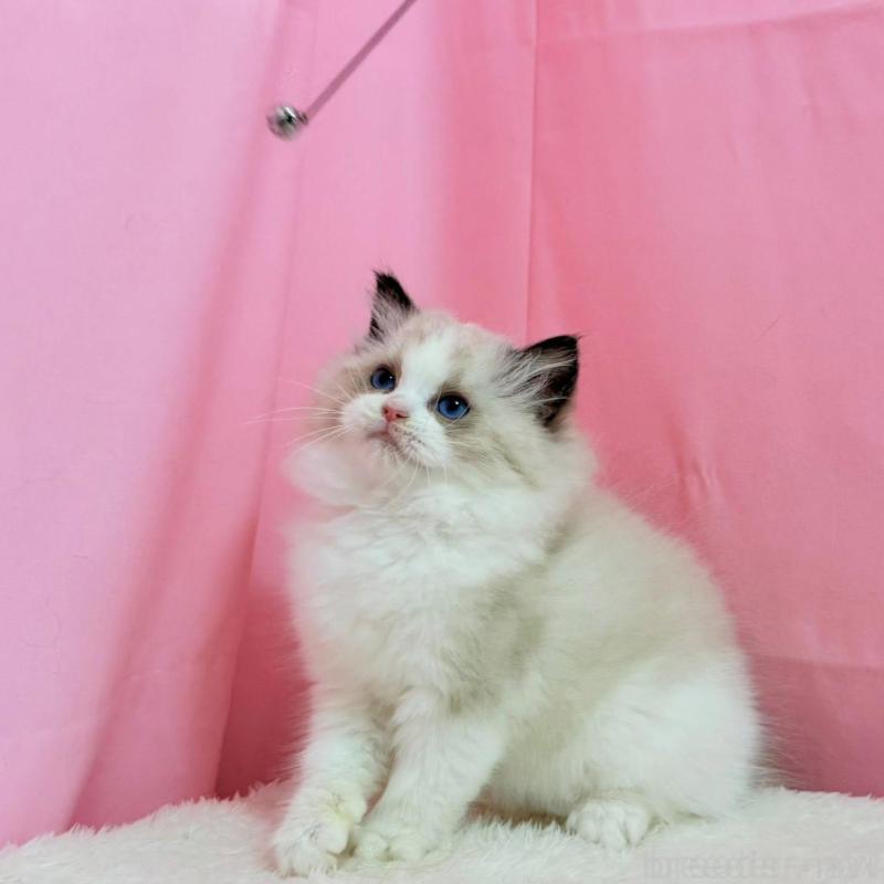 販売中の東京都のラグドール-134777の9枚目