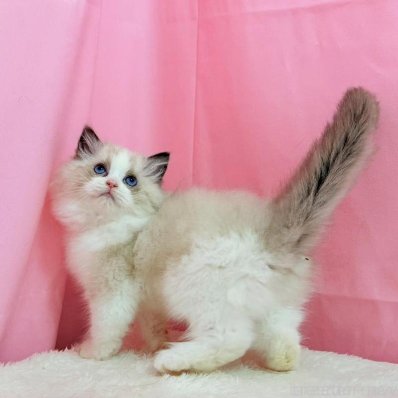 販売中の東京都のラグドール-134777の8枚目