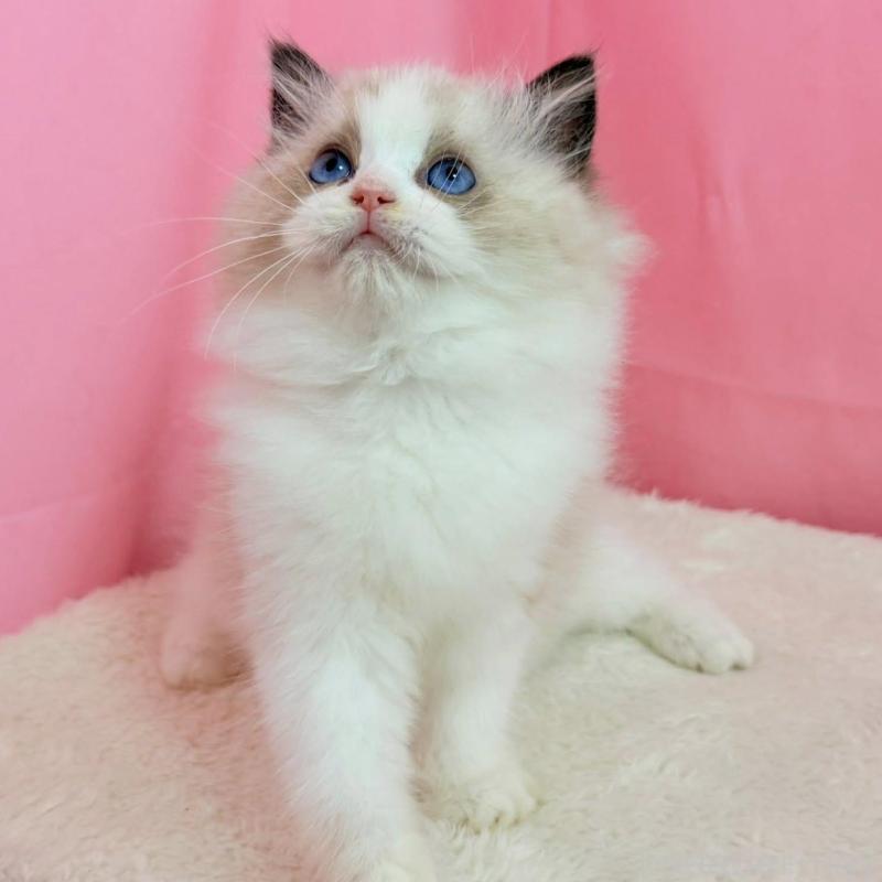 販売中の東京都のラグドール-134777の7枚目