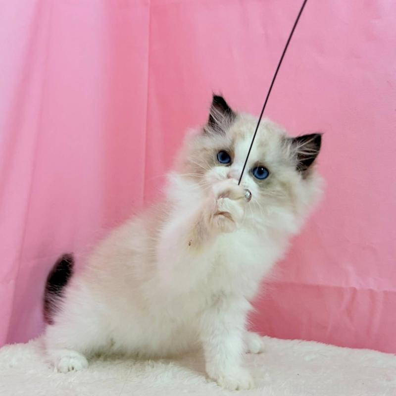 販売中の東京都のラグドール-134777の5枚目