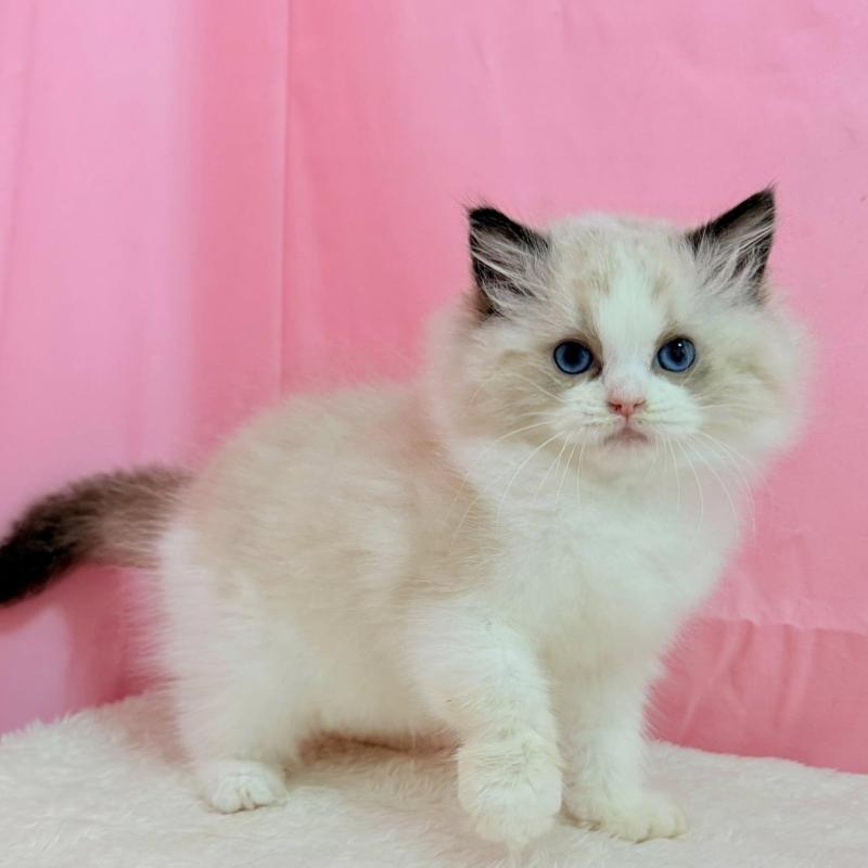 販売中の東京都のラグドール-134777の1枚目