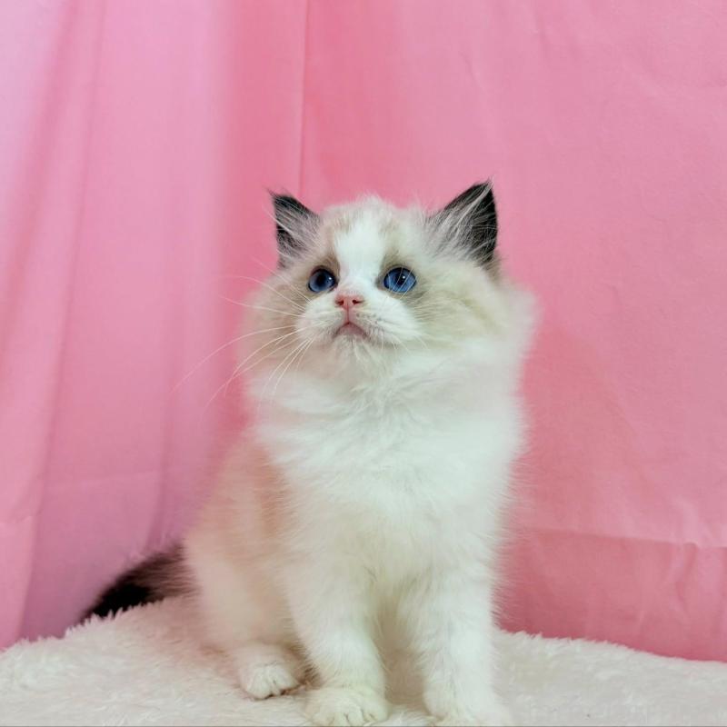 販売中の東京都のラグドール-134777の4枚目