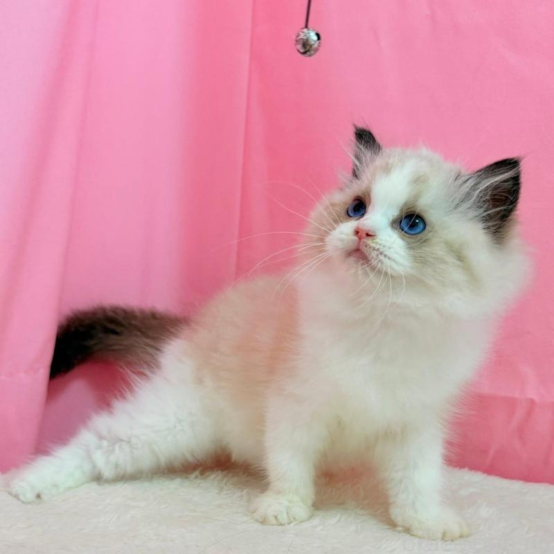 販売中の東京都のラグドール-134777の3枚目