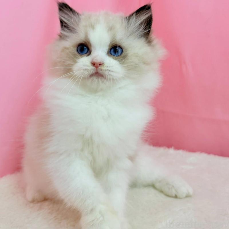 販売中の東京都のラグドール-134777の2枚目