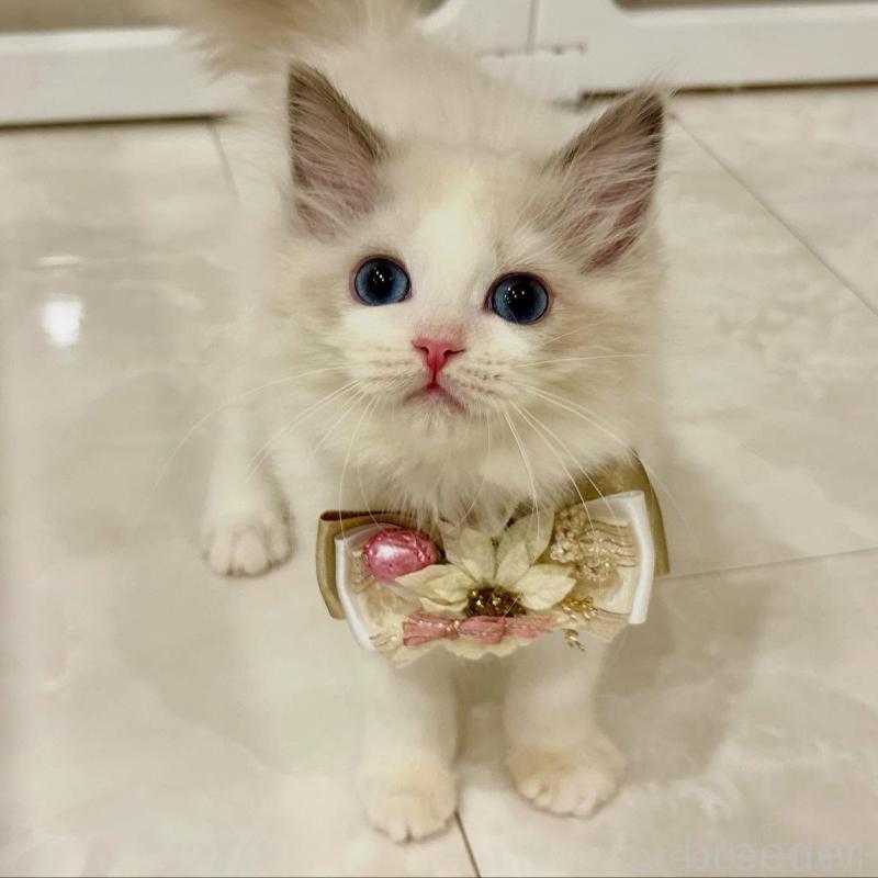 販売中の東京都のラグドール-134778の1枚目