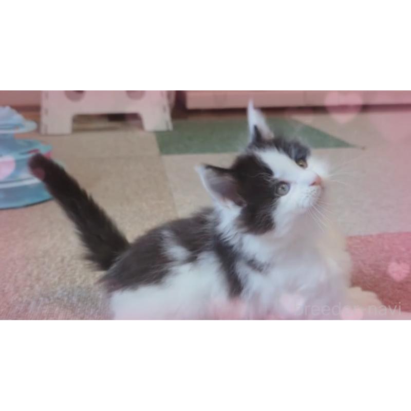 販売中の愛媛県のメインクーン-134578