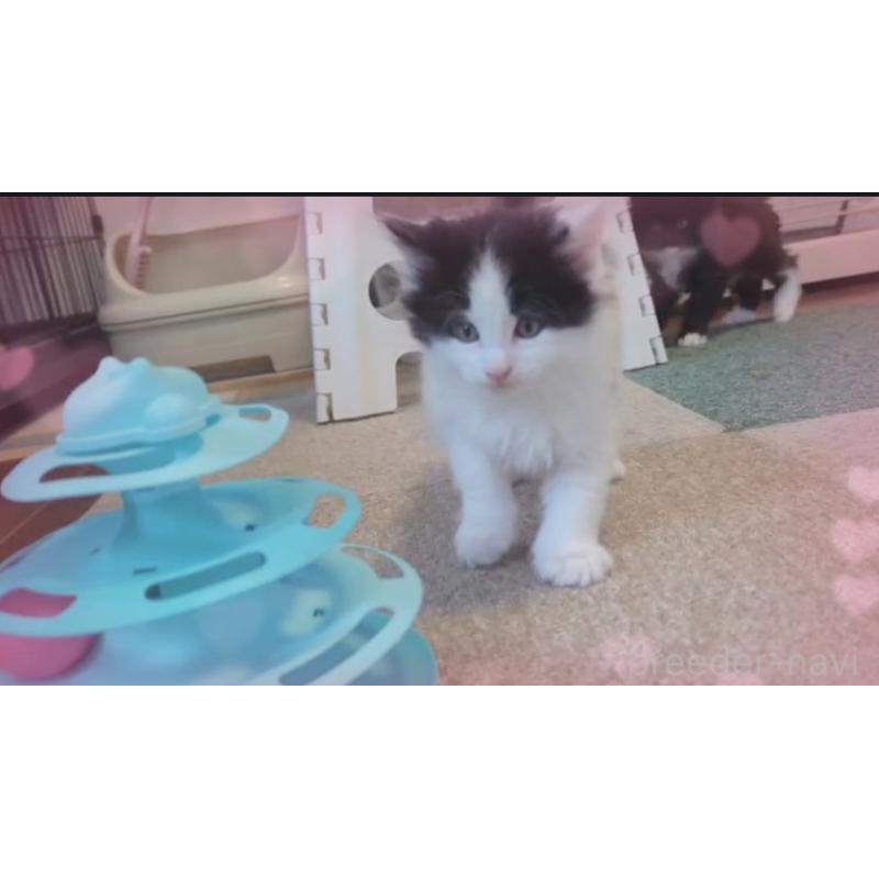 販売中の愛媛県のメインクーン-134578の4枚目