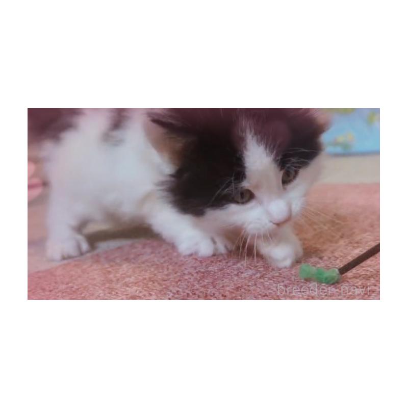 販売中の愛媛県のメインクーン-134578の2枚目