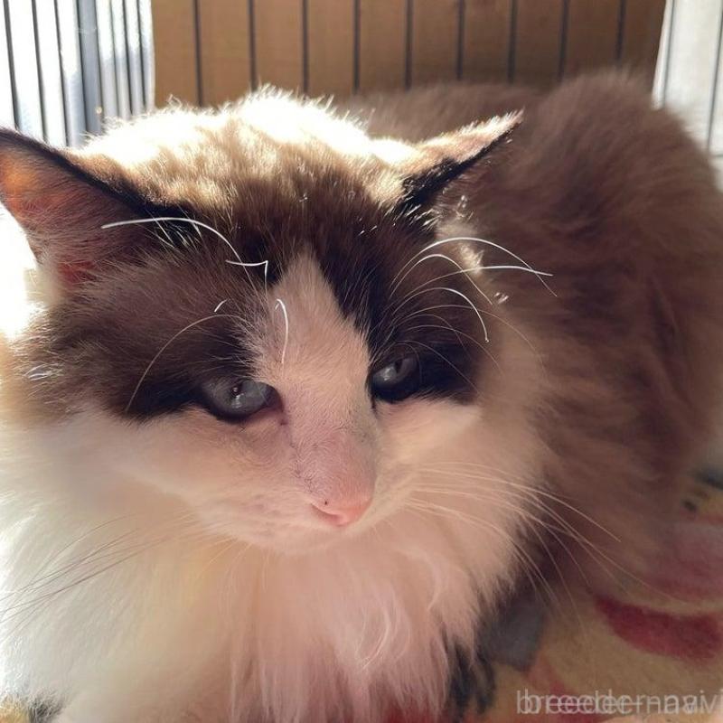 販売中の兵庫県のラグドール-130748の1枚目